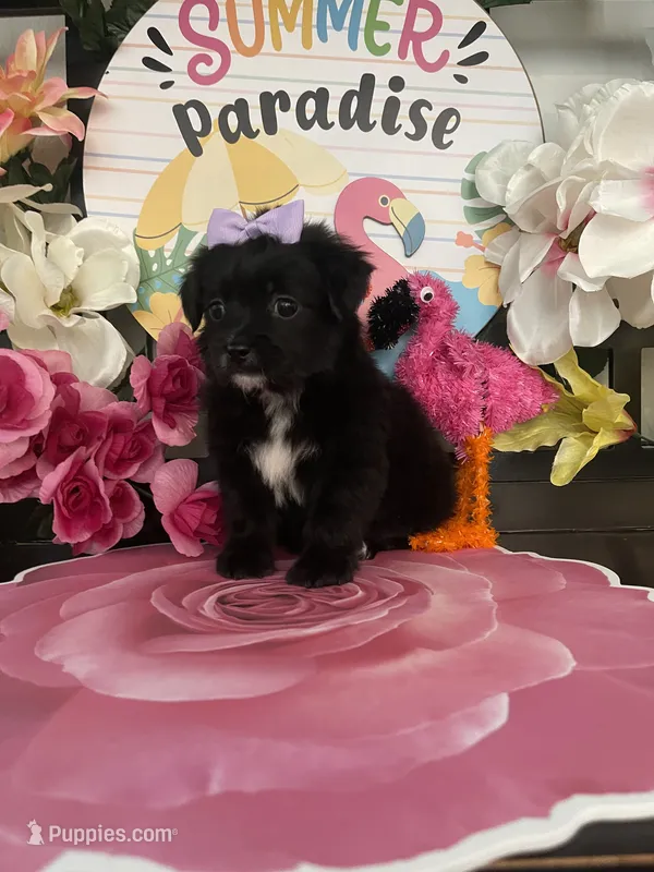 Sophia – Maltipoo puppy for sale in Chino Hills, CA