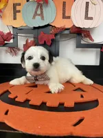 Lulu, a female Morkie for sale in Chino, CA – 2 of 5