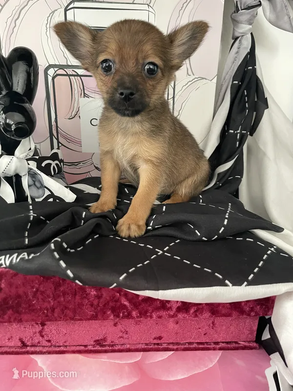 Donovan – Pomeranian, Yorkshire Terrier puppy for sale in Chino, CA