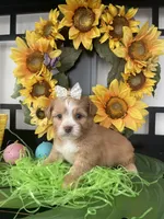Greta , a female Shih Tzu and Yorkshire Terrier for sale in Chino Hills, CA – Photo 3 of 4