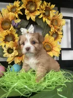 Greta , a female Shih Tzu and Yorkshire Terrier for sale in Chino Hills, CA – Photo 1 of 4