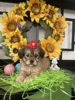 Greta , a female Shih Tzu and Yorkshire Terrier for sale in Chino Hills, CA – Photo 4 of 4