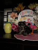 William, a male Yorkipoo for sale in Chino Hills, CA – 5 of 5