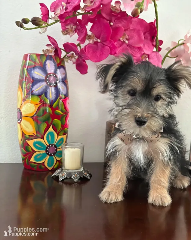 Samuel – Yorkshire Terrier puppy for sale in Chino, CA