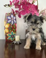 Samuel, a male Yorkshire Terrier for sale in Chino, CA – 2 of 3