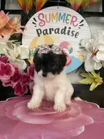 Wendy, a female Maltipoo for sale in Chino Hills, CA – 3 of 5