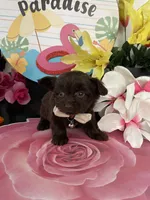 Lulu, a female Maltese and Yorkshire Terrier for sale in Chino Hills, CA – 7 of 9