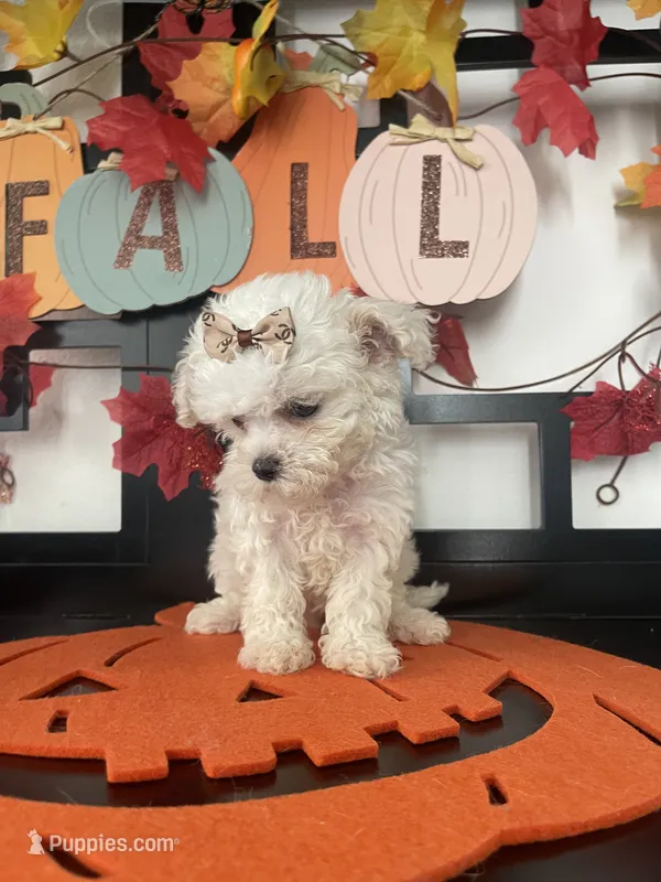 Twinky – Maltipoo puppy for sale in Chino, CA