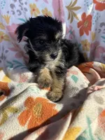 Clyde, a female Yorkshire Terrier for sale in Chino, CA – 2 of 7