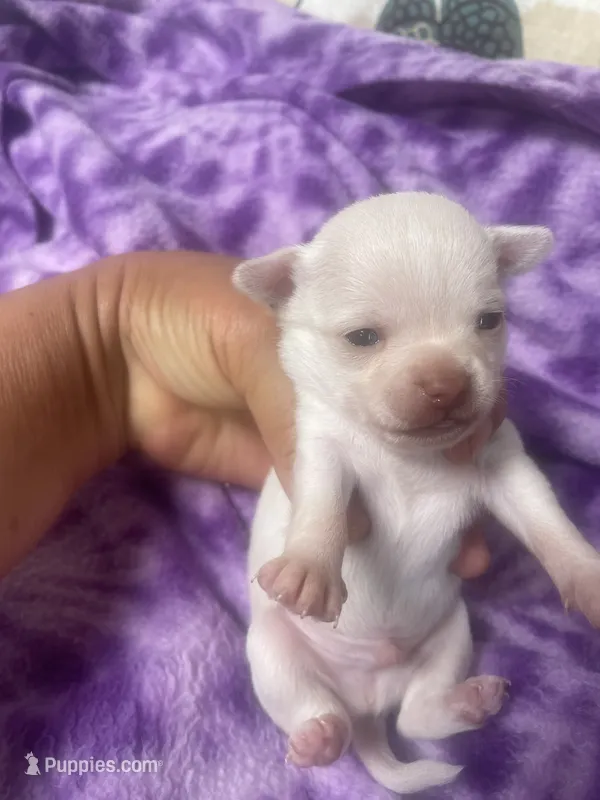 Casper – Chihuahua puppy for sale in Chino Hills, CA