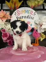 Darren, a male Shihpoo and Poodle - Miniature  for sale in Chino Hills, CA – 2 of 3