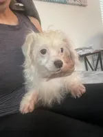 Lyla, a female Poodle - Miniature  and Chipoo for sale in Chino Hills, CA – Photo 3 of 3