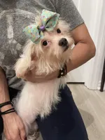 Lyla, a female Poodle - Miniature  and Chipoo for sale in Chino Hills, CA – Photo 2 of 3