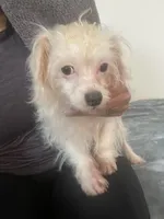 Lyla, a female Poodle - Miniature  and Chipoo for sale in Chino Hills, CA – Photo 2 of 3