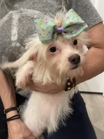 Lyla, a female Poodle - Miniature  and Chipoo for sale in Chino Hills, CA – Photo 3 of 3