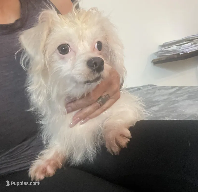 Lyla – Poodle - Miniature , Chipoo puppy for sale in Chino Hills, CA