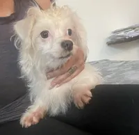 Lyla, a female Poodle - Miniature  and Chipoo for sale in Chino Hills, CA – Photo 1 of 3