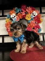 Charles, a male Yorkshire Terrier for sale in Chino Hills, CA – 3 of 7