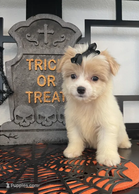 Chloe – Poodle - Miniature , Morkie puppy for sale in Chino, CA
