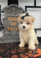 Chloe, a female Poodle - Miniature  and Morkie for sale in Chino, CA – 1 of 4