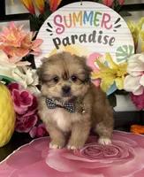 Leon, a male Pomeranian and Shih Tzu for sale in Chino Hills, CA – 6 of 8