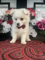Larry, a male Pomapoo for sale in Chino Hills, CA – Photo 3 of 3