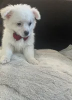 Larry, a male Pomapoo for sale in Chino Hills, CA – Photo 2 of 3