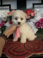 processed/e2769286-e25c-4263-999e-972068878e9f/listing/6be39de9-b439-459c-8994-fd8dc719b4ee/430cf67f-f42a-4263-a1dd-80c221ee7024