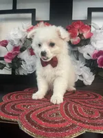 Larry, a male Pomapoo for sale in Chino Hills, CA – Photo 1 of 3