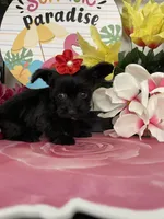 Lulu, a female Maltese and Yorkshire Terrier for sale in Chino Hills, CA – 4 of 9