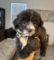 Guido, a male Poodle - Toy  for sale in Chino Hills, CA – 1 of 6