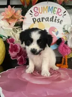 Darren, a male Shihpoo and Poodle - Miniature  for sale in Chino Hills, CA – 3 of 3