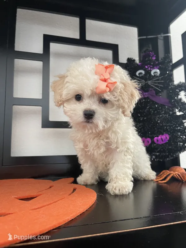 Lilly  – Maltipoo puppy for sale in Chino, CA