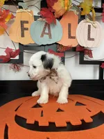 Lulu, a female Morkie for sale in Chino, CA – 4 of 5