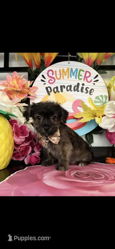 Toby – Morkie puppy for sale in Chino Hills, CA