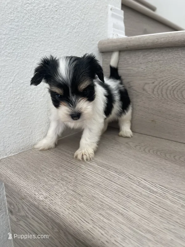 Lilly  – Maltese, Yorkshire Terrier puppy for sale in Chino, CA