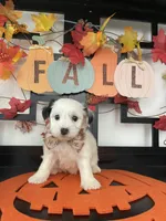 Lulu, a female Morkie for sale in Chino, CA – 5 of 5