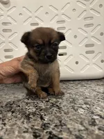 Twinkie, a female Pomeranian and Yorkshire Terrier for sale in Chino, CA – 5 of 8