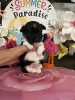 Lenny, a male Morkie for sale in Chino Hills, CA – 5 of 5