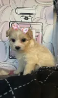 Leslie, a female Maltipoo for sale in Chino Hills, CA – 2 of 3