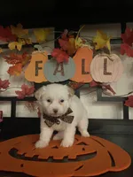 Lilly, a male Pomapoo for sale in Chino, CA – 7 of 10