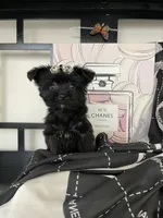 Lulu, a female Maltese and Yorkshire Terrier for sale in Chino, CA – 2 of 4