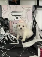 Lulu, a female Maltipoo for sale in Chino, CA – 2 of 6