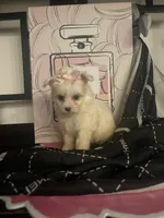 Delilah, a female Maltipom for sale in Chino, CA – 4 of 6