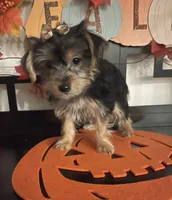 Lucy, a female Yorkshire Terrier for sale in Chino, CA – 9 of 10