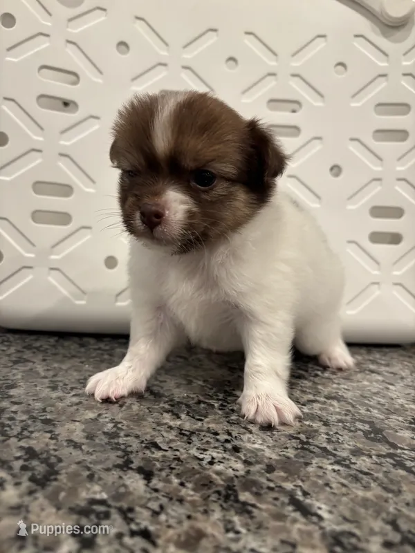 Twinkie – Pomeranian, Yorkshire Terrier puppy for sale in Chino, CA