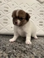 Twinkie, a female Pomeranian and Yorkshire Terrier for sale in Chino, CA – 1 of 8