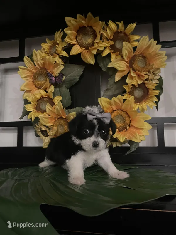 Lilly – Shih Tzu, Mal Shi puppy for sale in Chino Hills, CA