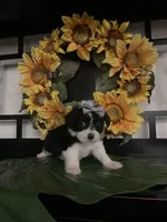 Lilly, a female Shih Tzu and Mal Shi for sale in Chino Hills, CA – Photo 1 of 7