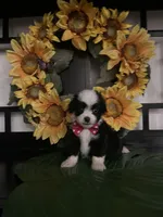 Lilly, a female Shih Tzu and Mal Shi for sale in Chino Hills, CA – Photo 3 of 7